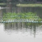 抗風浪浮床，水生植物浮島，生物浮島，水生態治理，水凈化浮板 330*330*60